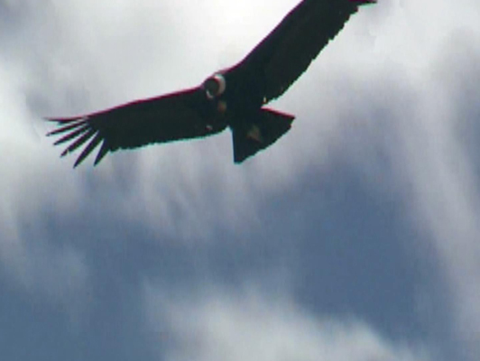 MG��(d��ng)��(hu��)��ʲô